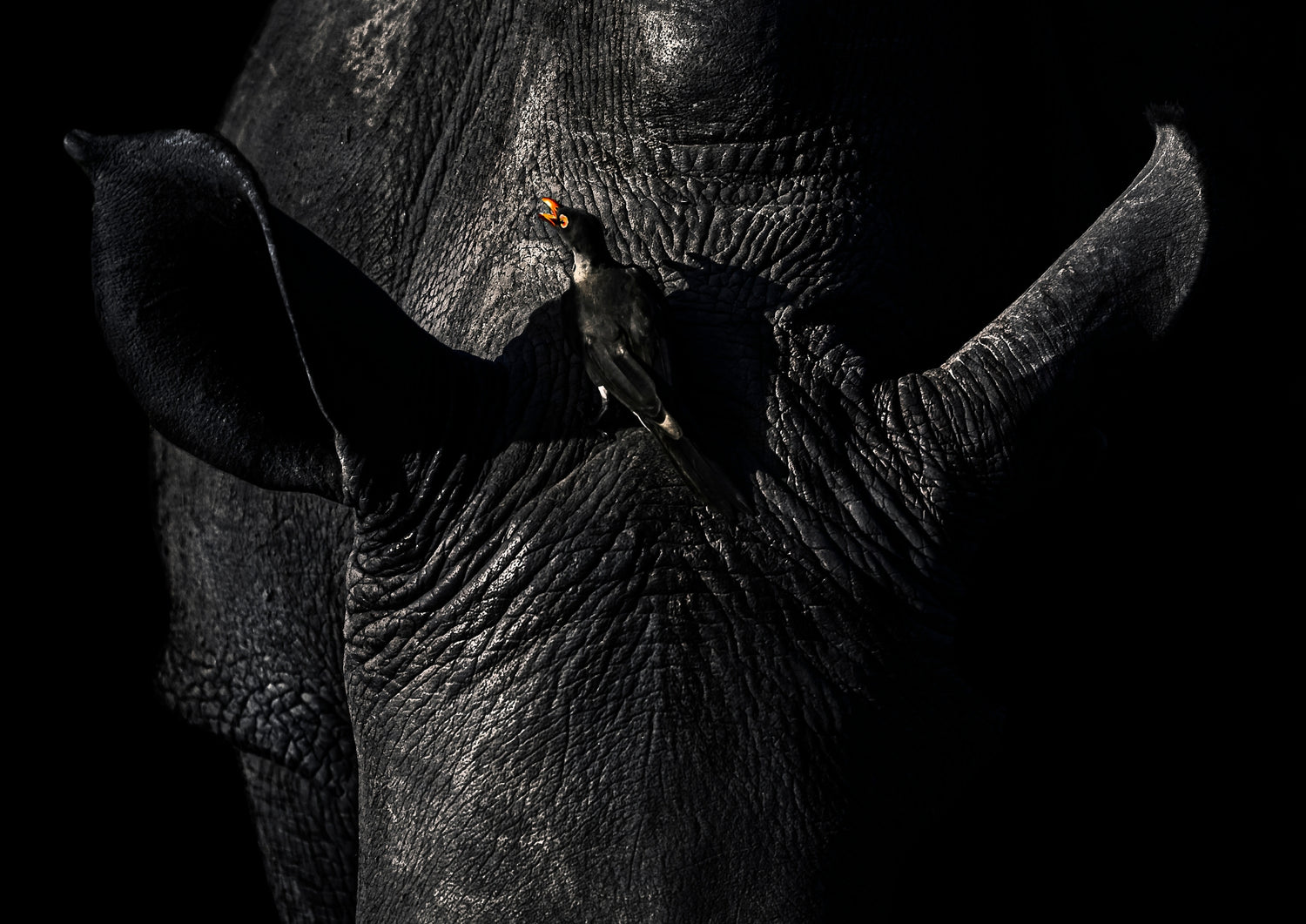 Elise Gibbins Herbivore Fine Art Prints