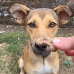 BrewBix Healthy Peanut Butter Dog Treat Biscuits