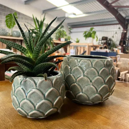 succulent plant looks like artichoke Artichoke Plant Pot – Lemon and Jinja