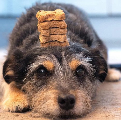 BrewBix Dog Treats