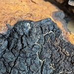 Mushroom Tinctures (Triple Extract)