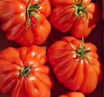 Coeur de Boeuf Tomatoes
