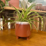 Halston Plant Pot