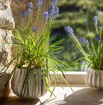 Osmington Ceramic Plant Pot