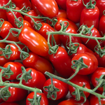 Baby San Marzano Vine Tomatoes