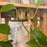 Withington Plant Pot