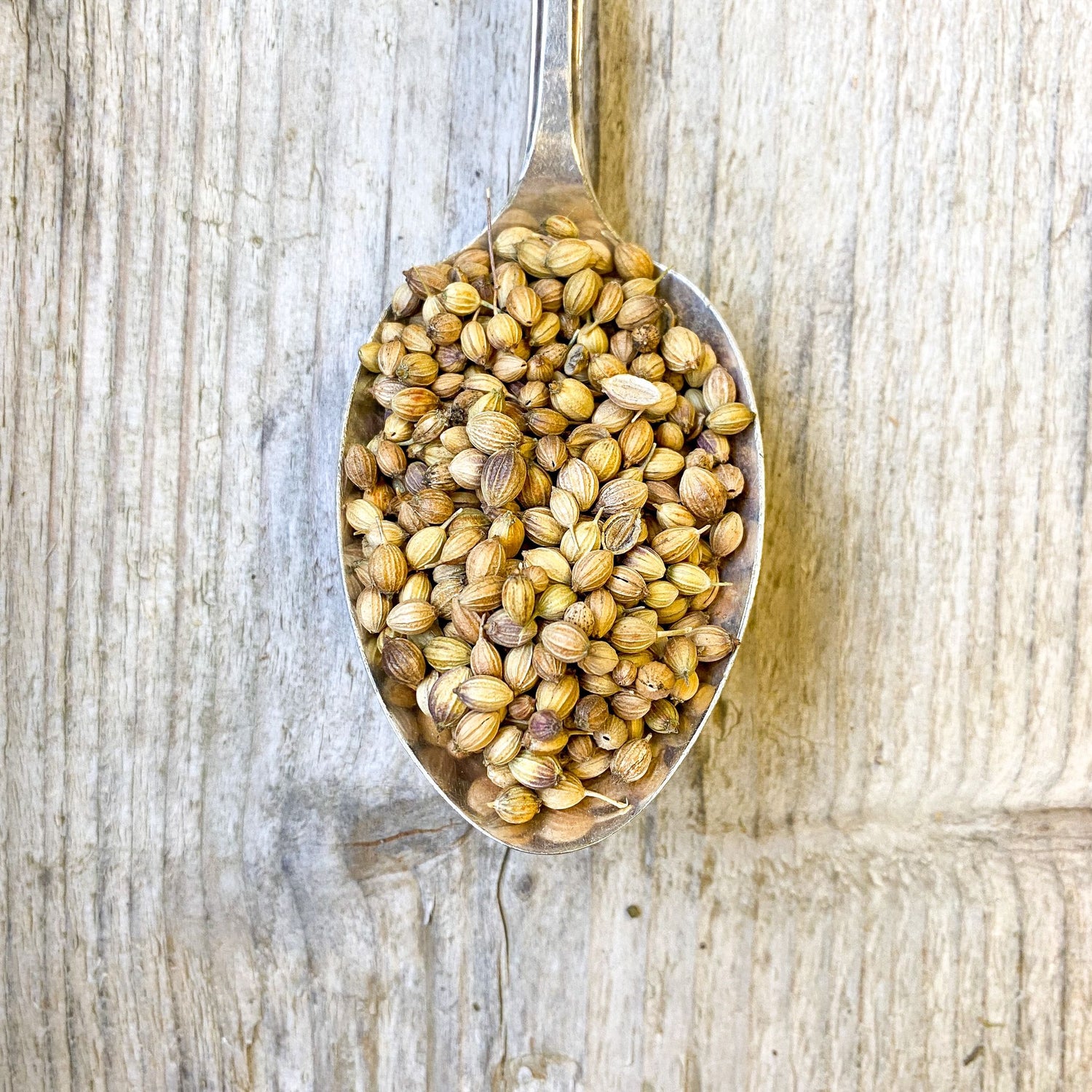 Coriander Seeds