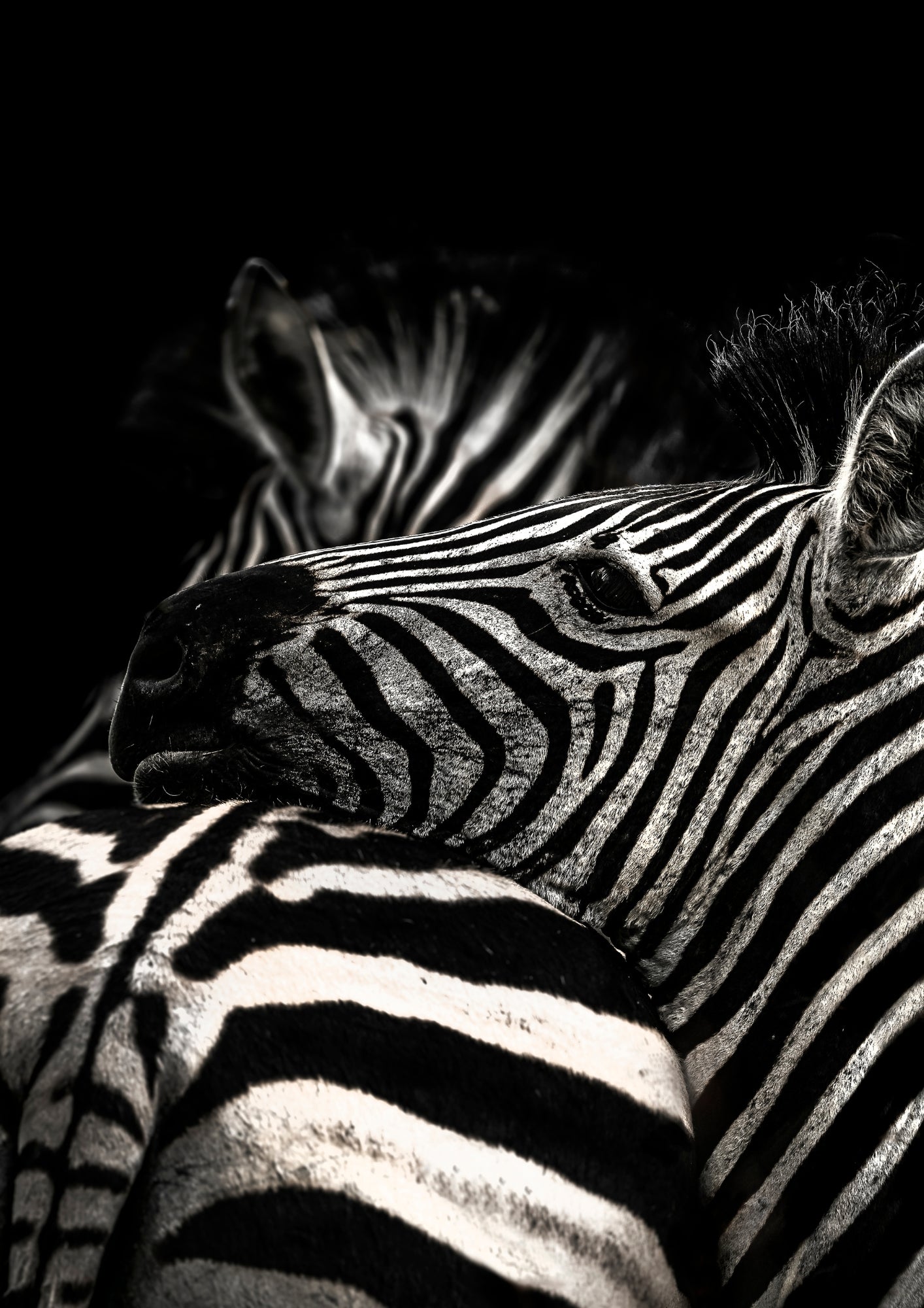 Elise Gibbins Herbivore Fine Art Prints