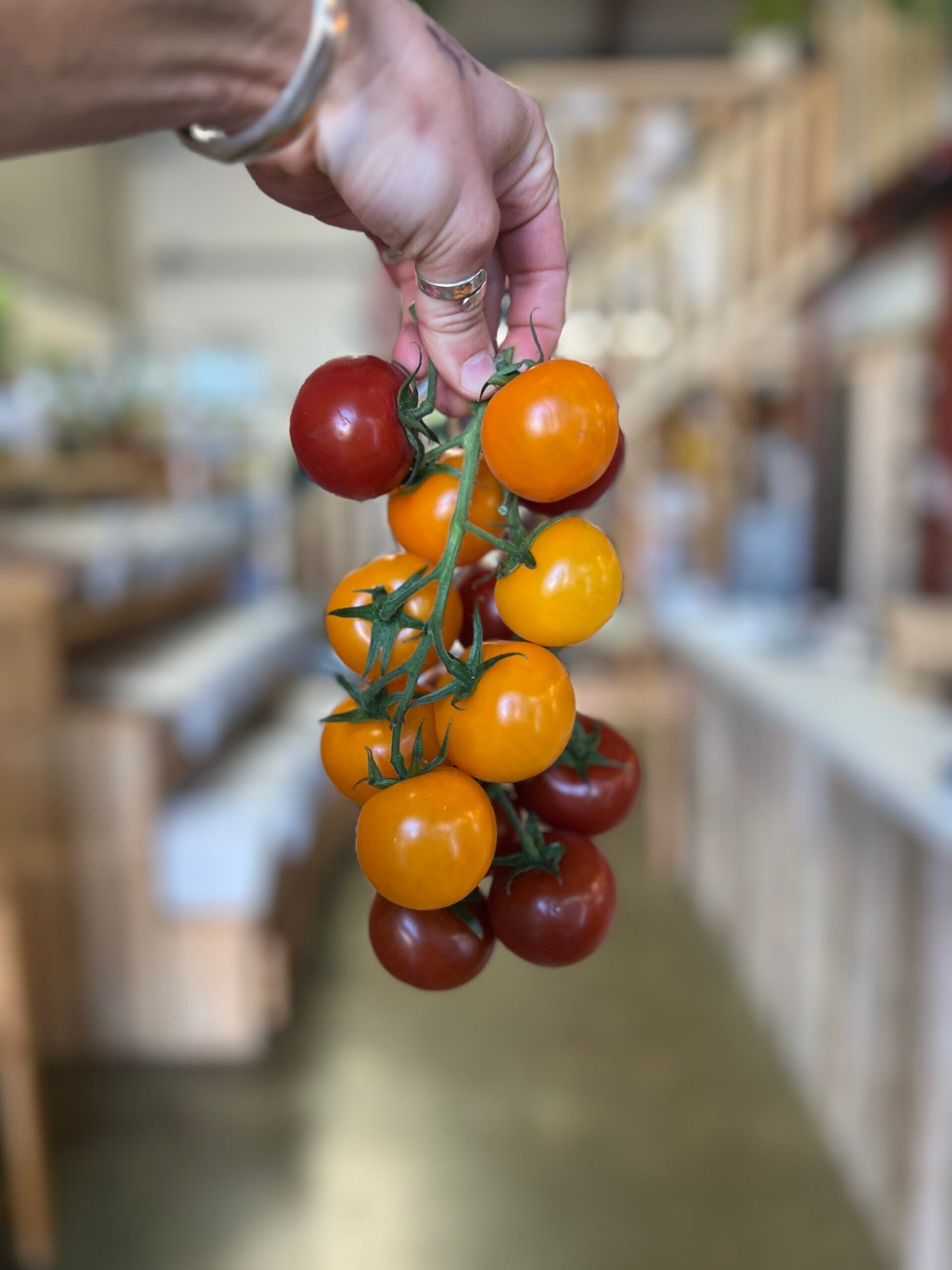 Cocktail Vine Tomatoes