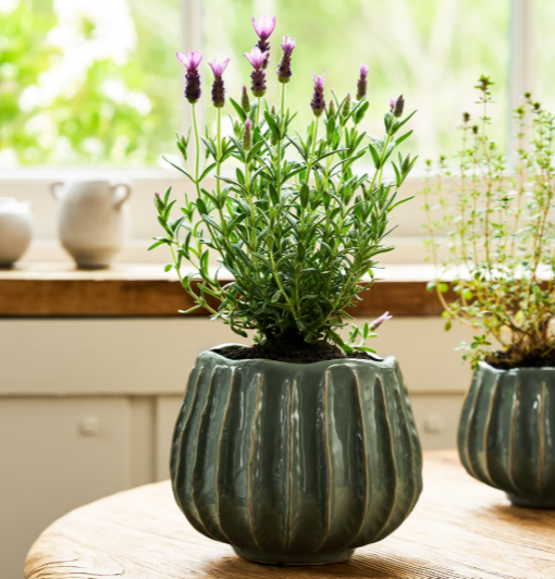 Osmington Ceramic Plant Pot