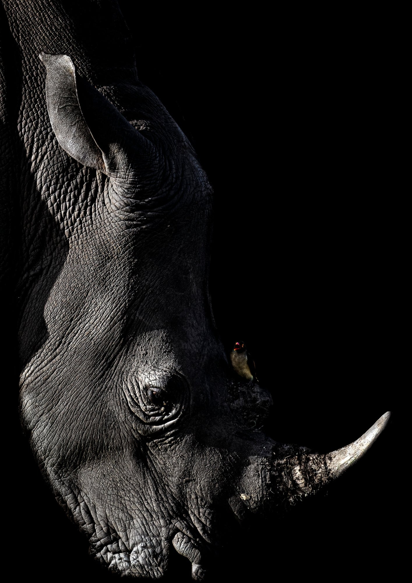 Elise Gibbins Herbivore Fine Art Prints