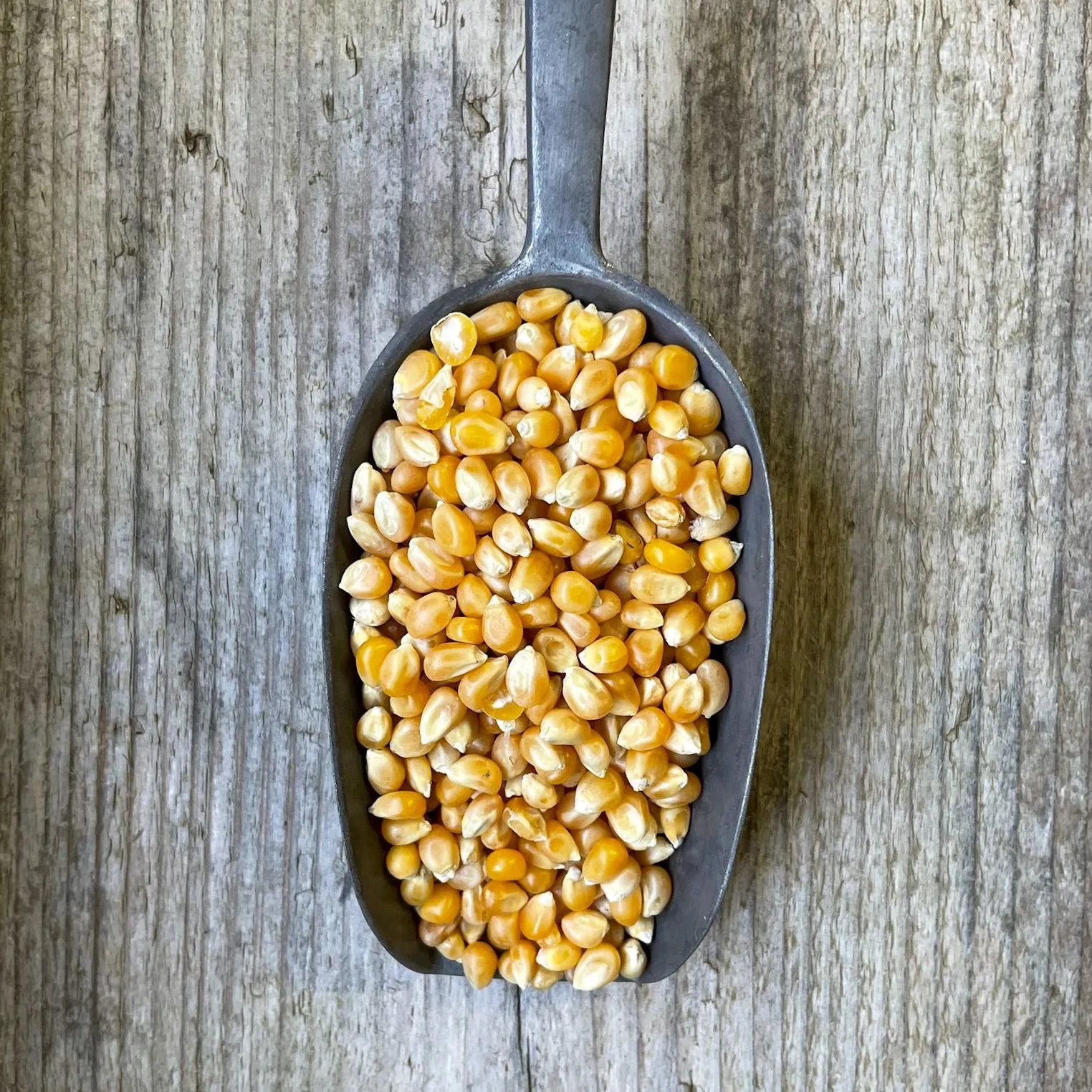 Kernels Popcorn Organic Popcorn Kernels – Lemon and Jinja