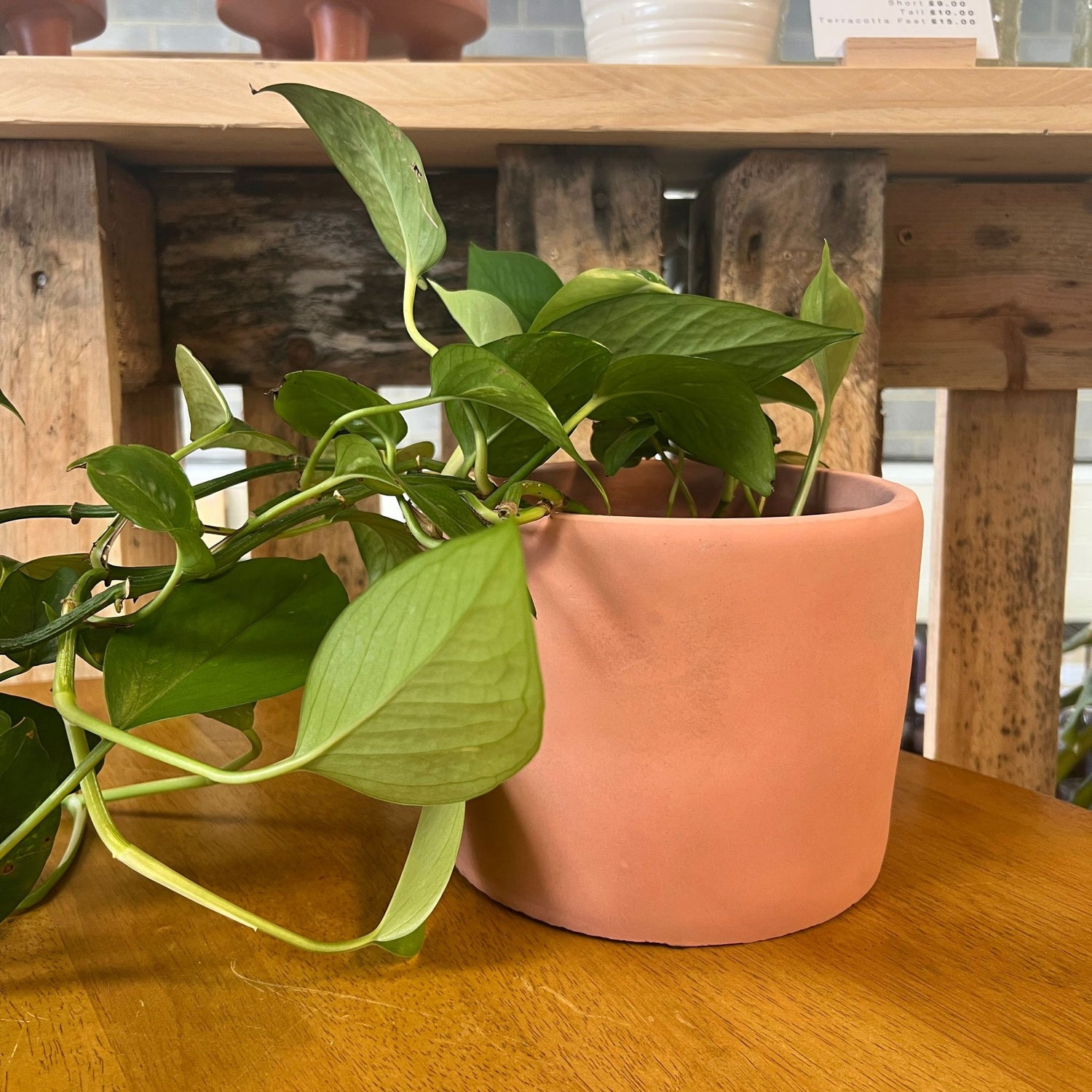 Bamburgh Cement Plant Pot