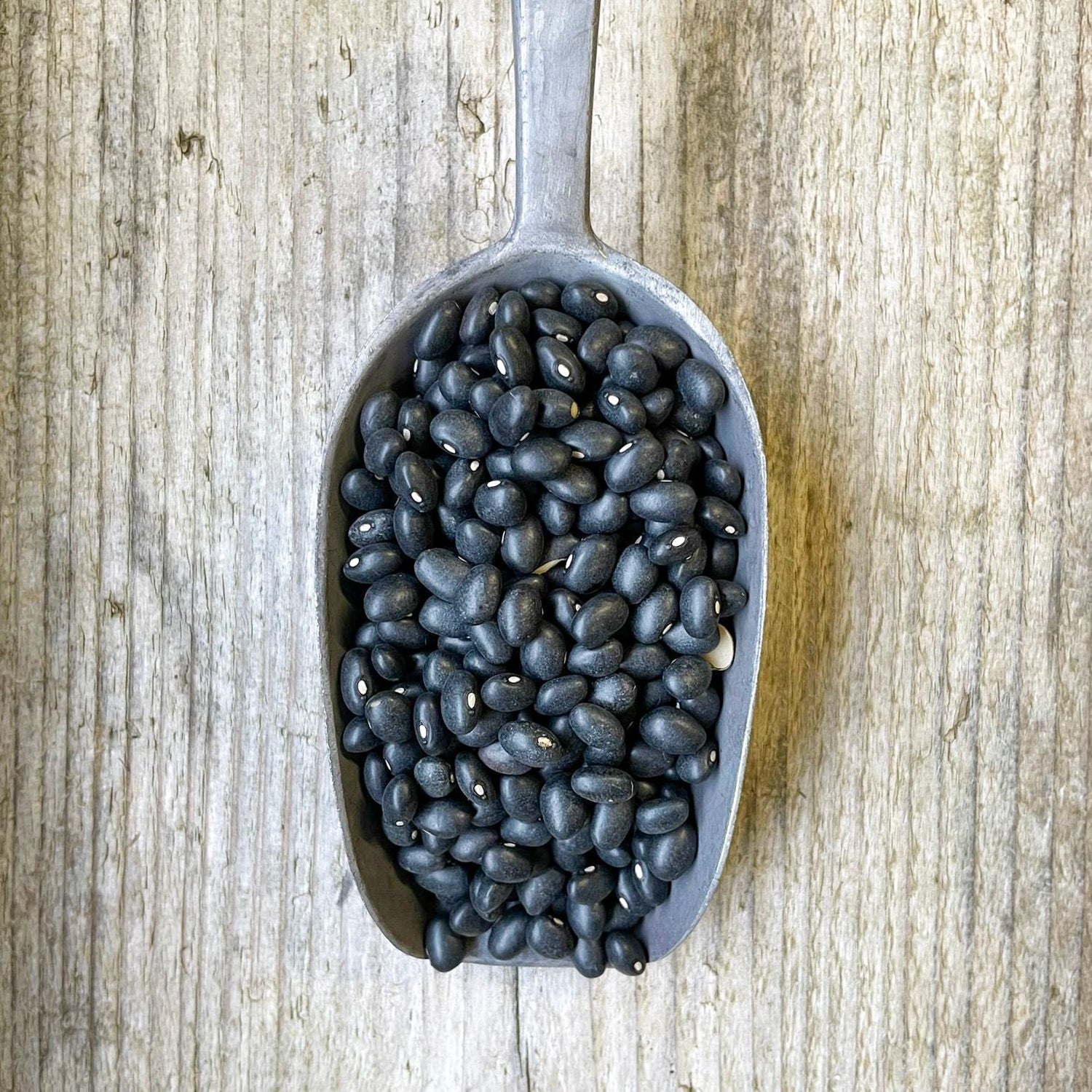 Black Turtle Beans