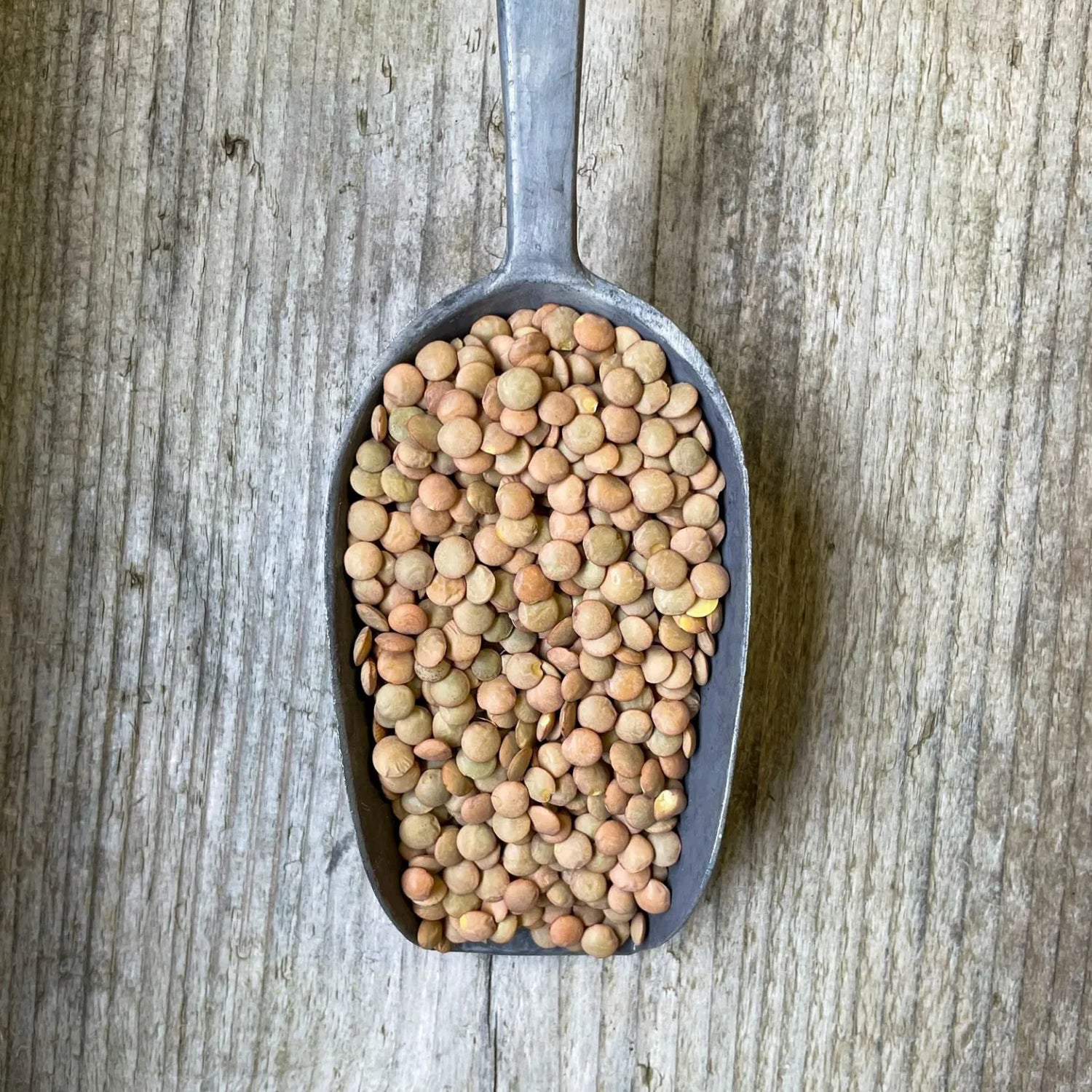 Green Lentils