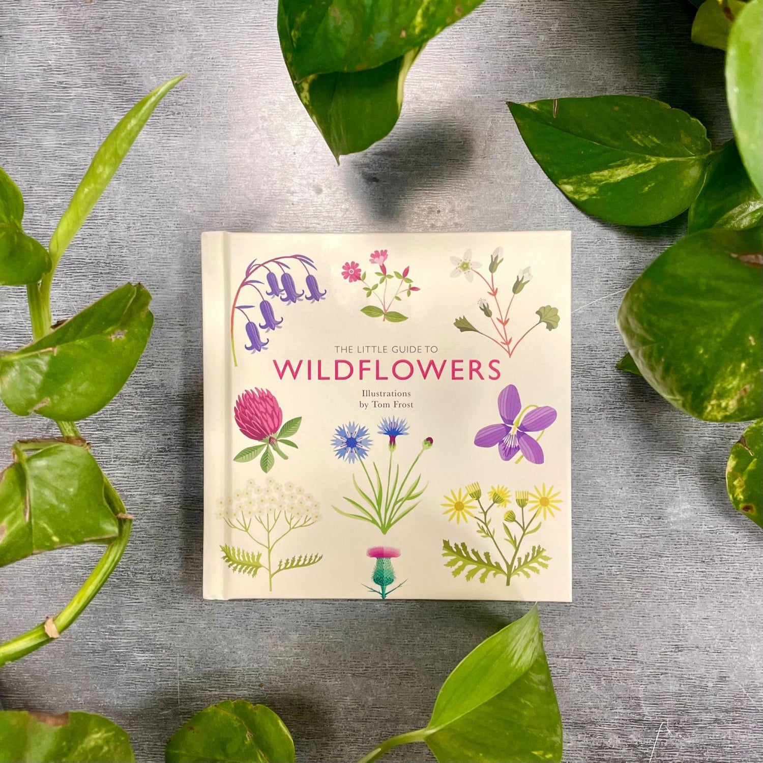 The Little Guide To Wildflowers by Alison Davies