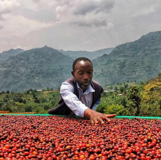 Maliba (Ugandan) Coffee by River Coffee Roasting