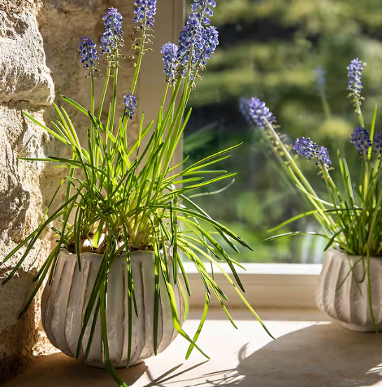 Osmington Plant Pot