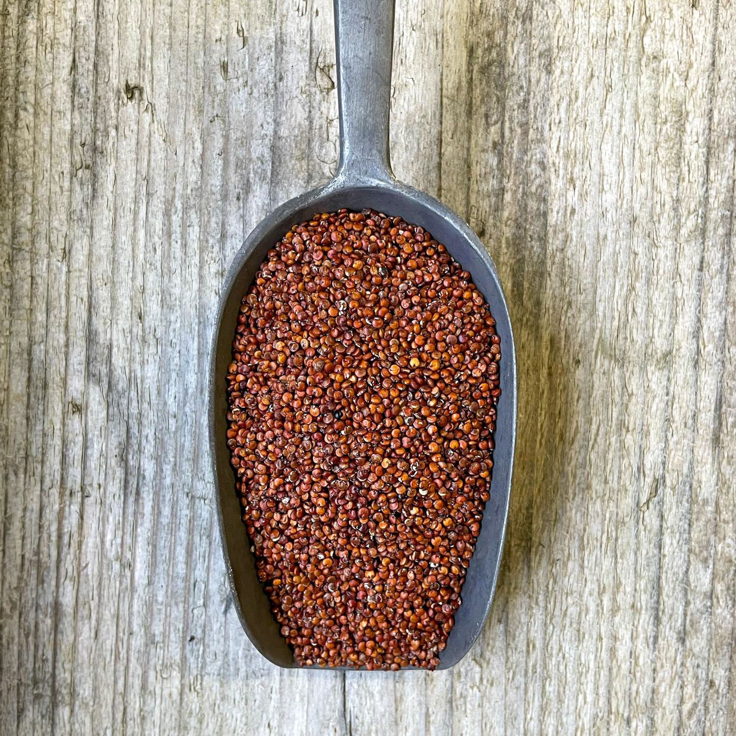 Red Quinoa