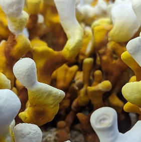 Mushroom Tinctures (Triple Extract)