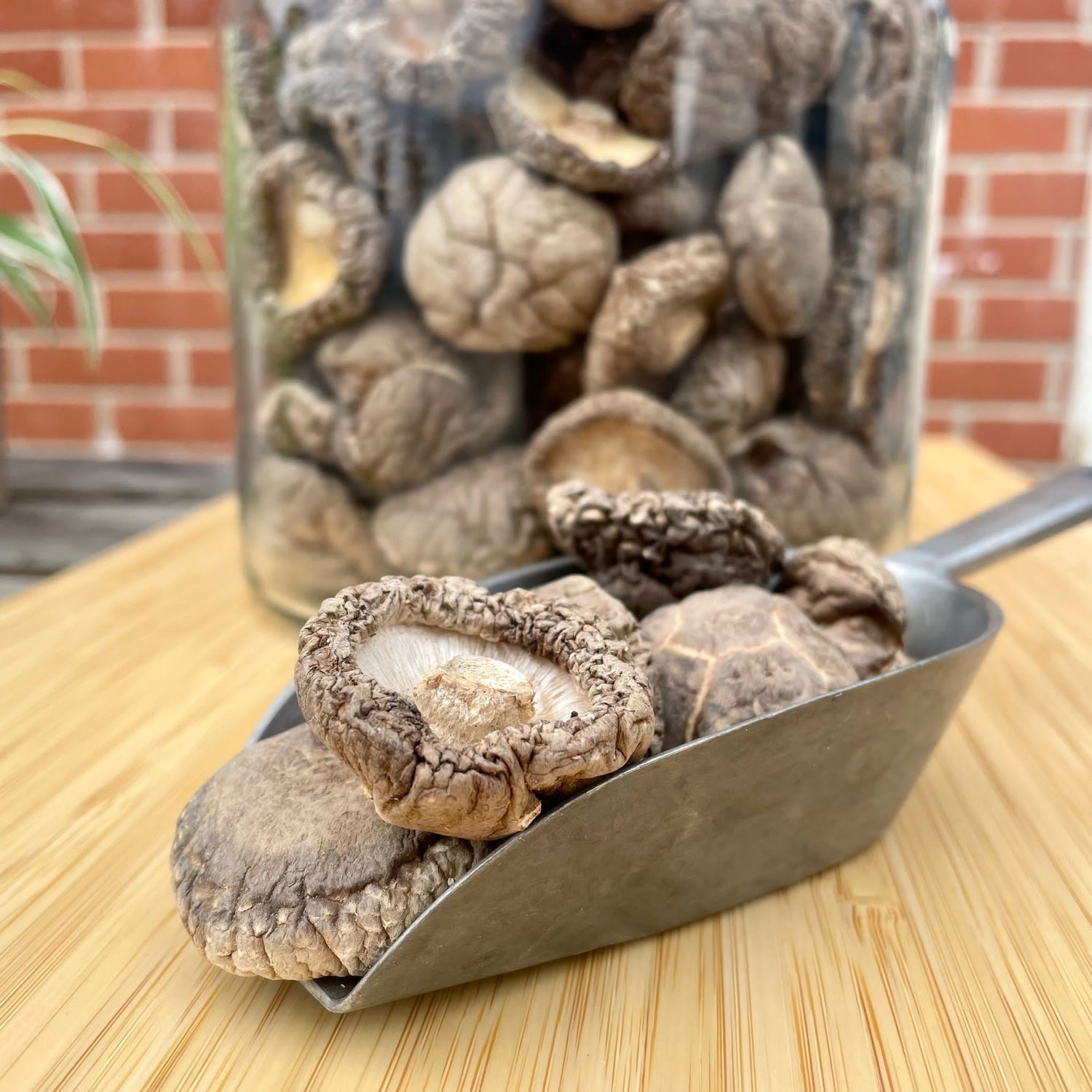 Dried Shiitake Mushrooms