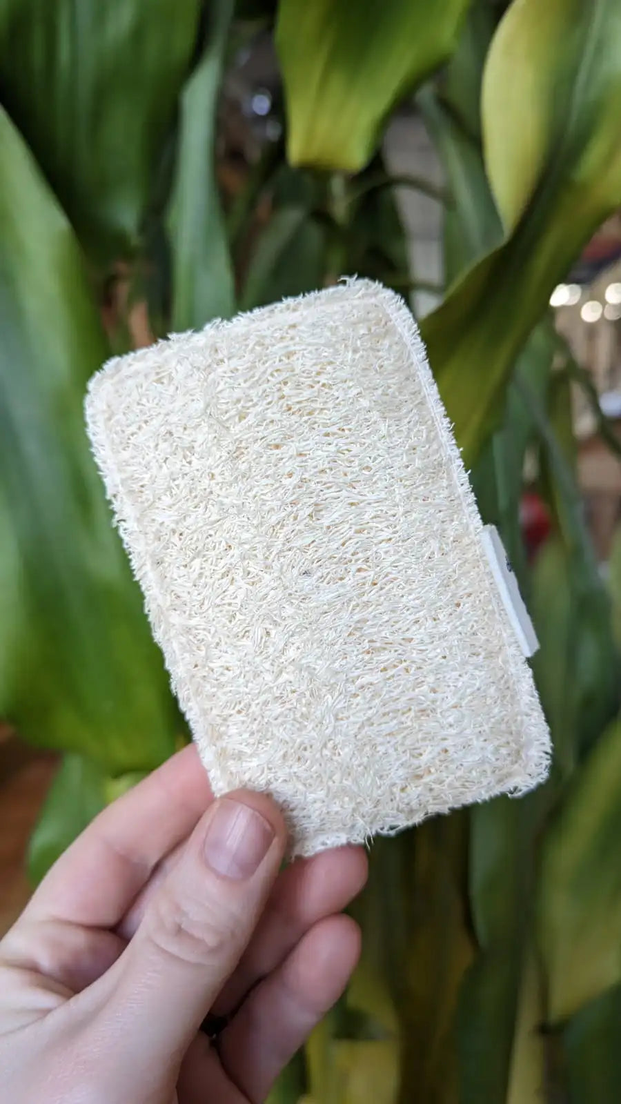 Natural Sponge With Loofah Scourer